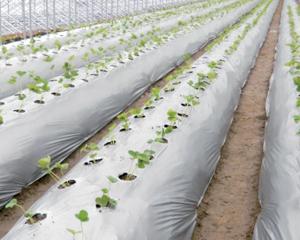 農業(yè)用伊利石粉